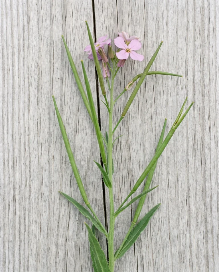 Identification shot of dame's rocket in fruit, long slender cylindrical seed pods against the same plain grey board