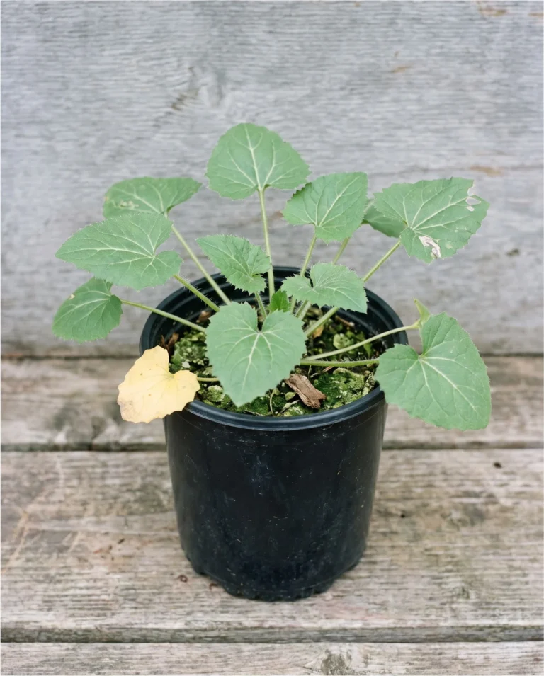 Identification shot of a first-year honesty clump, all leaves and no flowering stem, on the same bench under the same flat light