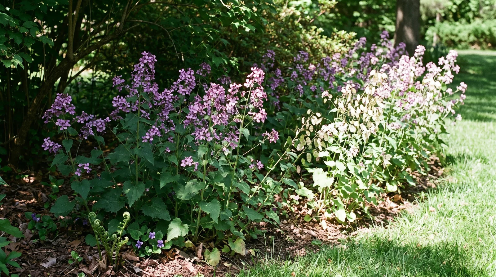 A drift of flowering honesty running along a shrub bed edge from deep shade into open sun, with one shadow line crossing the planting