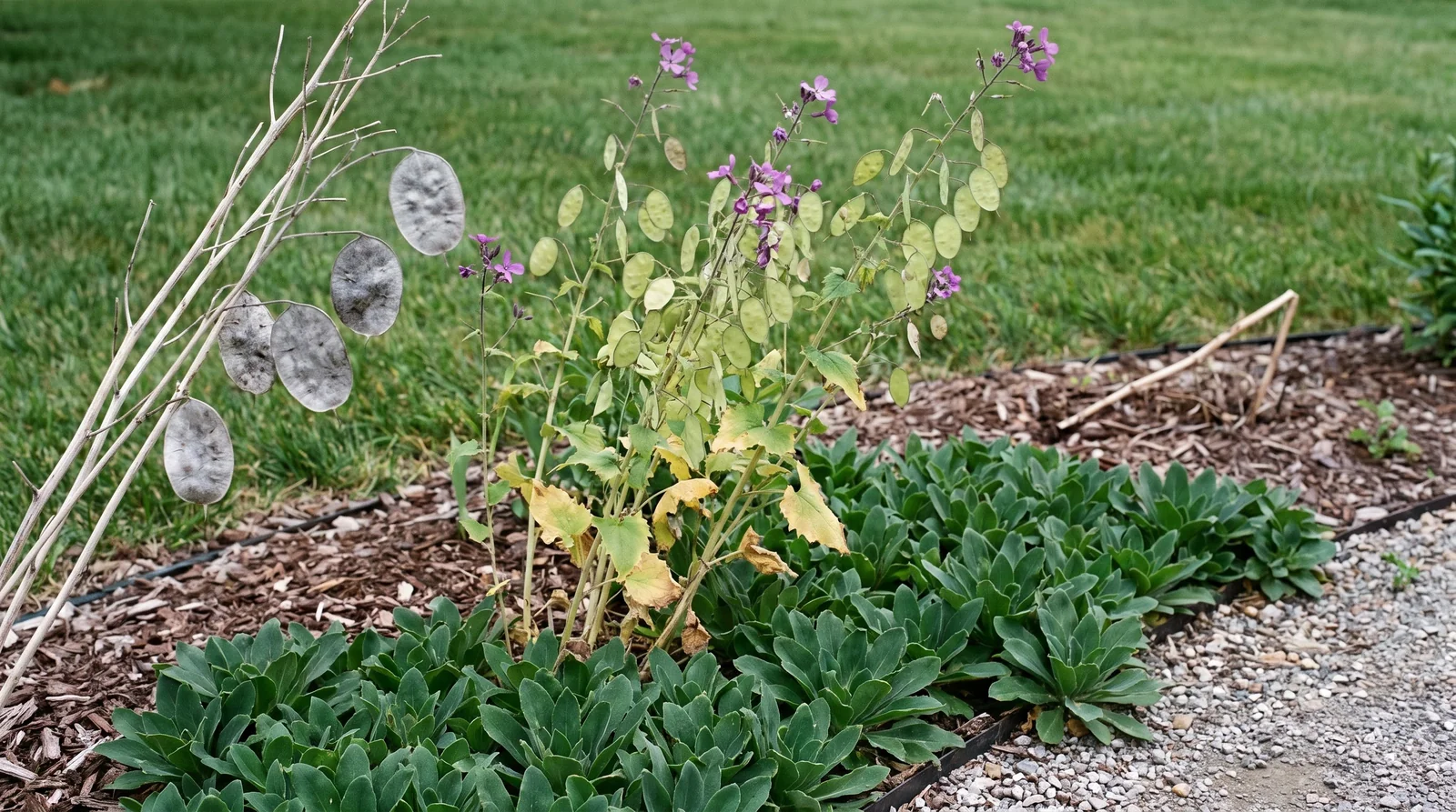 One garden bed carrying three generations of honesty at once: last year's dead stems, this year's flowering plants, and new first-year rosettes