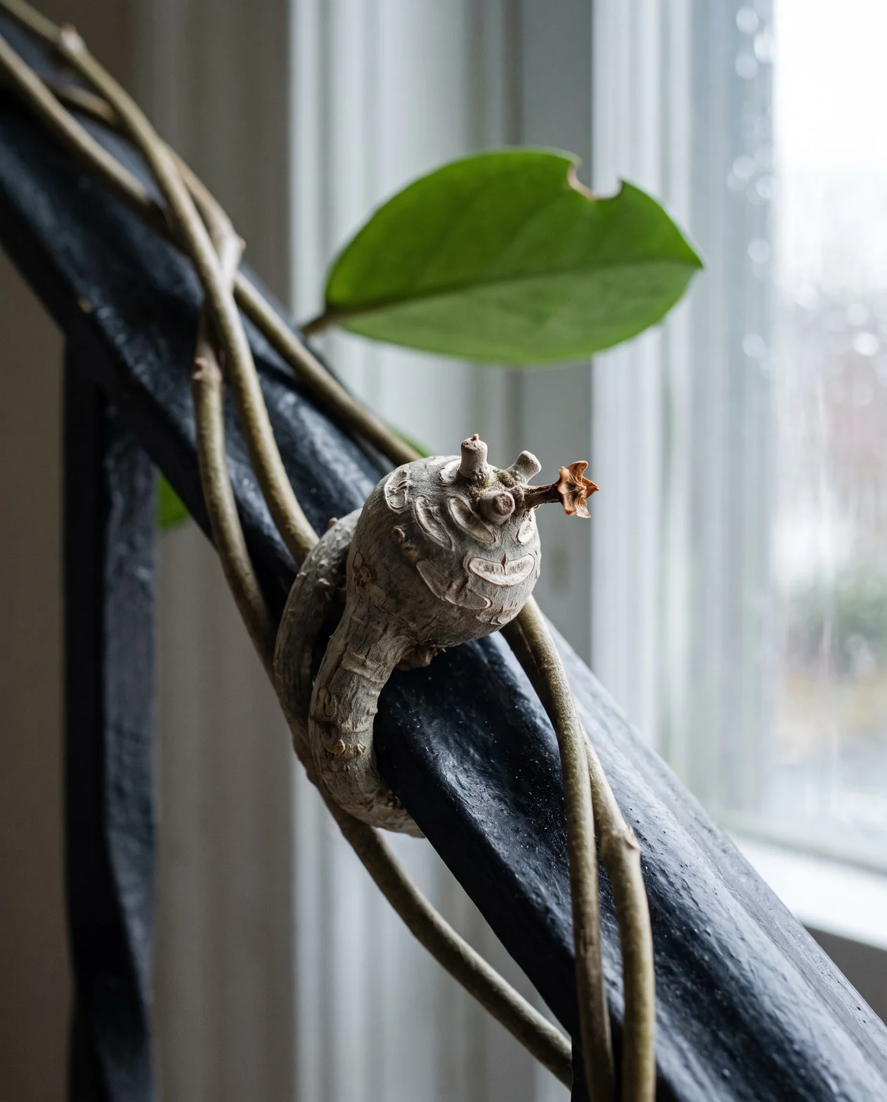 Macro of a bare grey woody hoya peduncle on an old vine, thickened and scarred from past flowerings, carrying no flowers at all