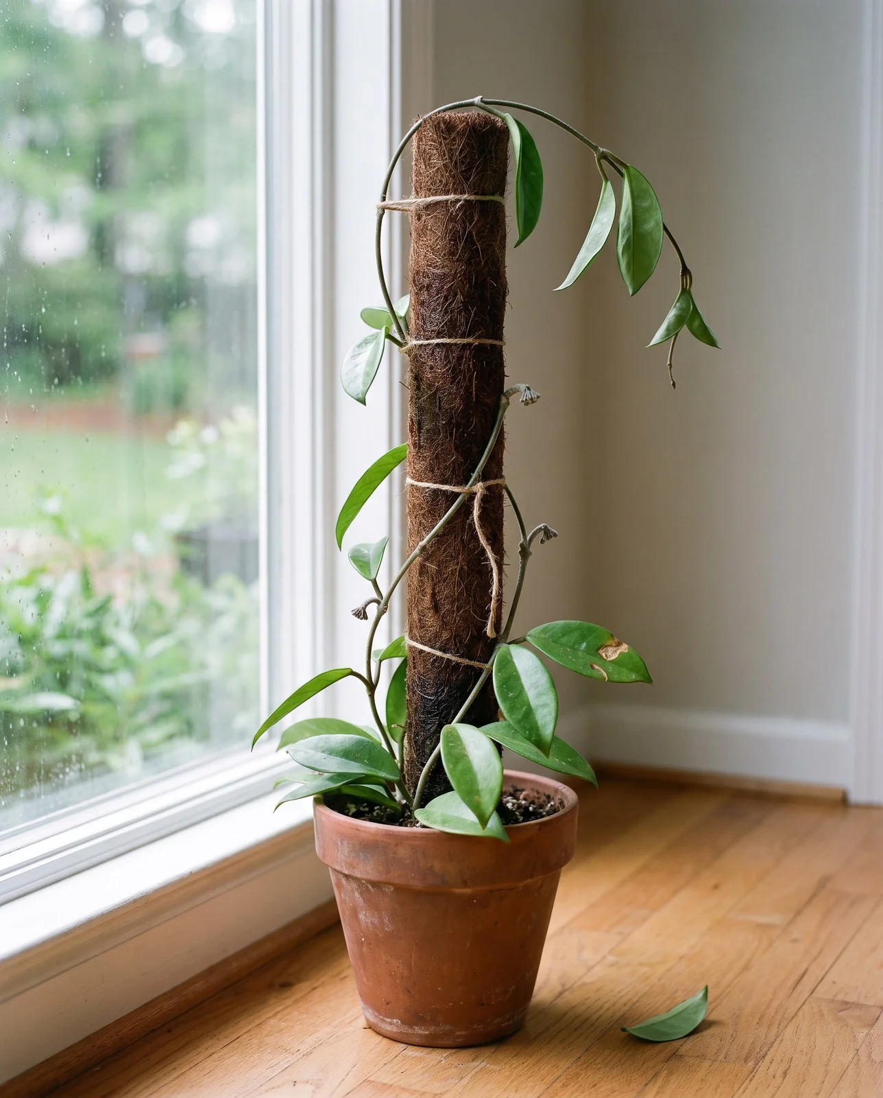 A hoya tied up a moss pole in a terracotta pot beside a window, its vine reaching the top and turning back down