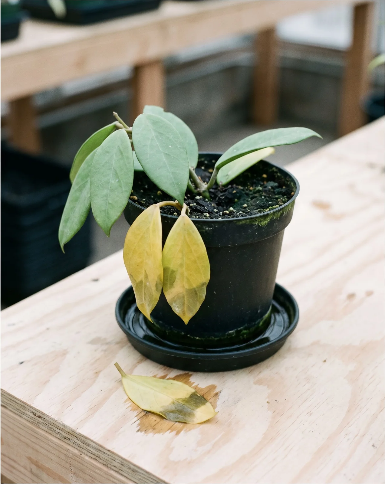 Soft yellowing hoya leaves on an overwatered plant, the mix dark and sodden, one dropped leaf lying on the bench