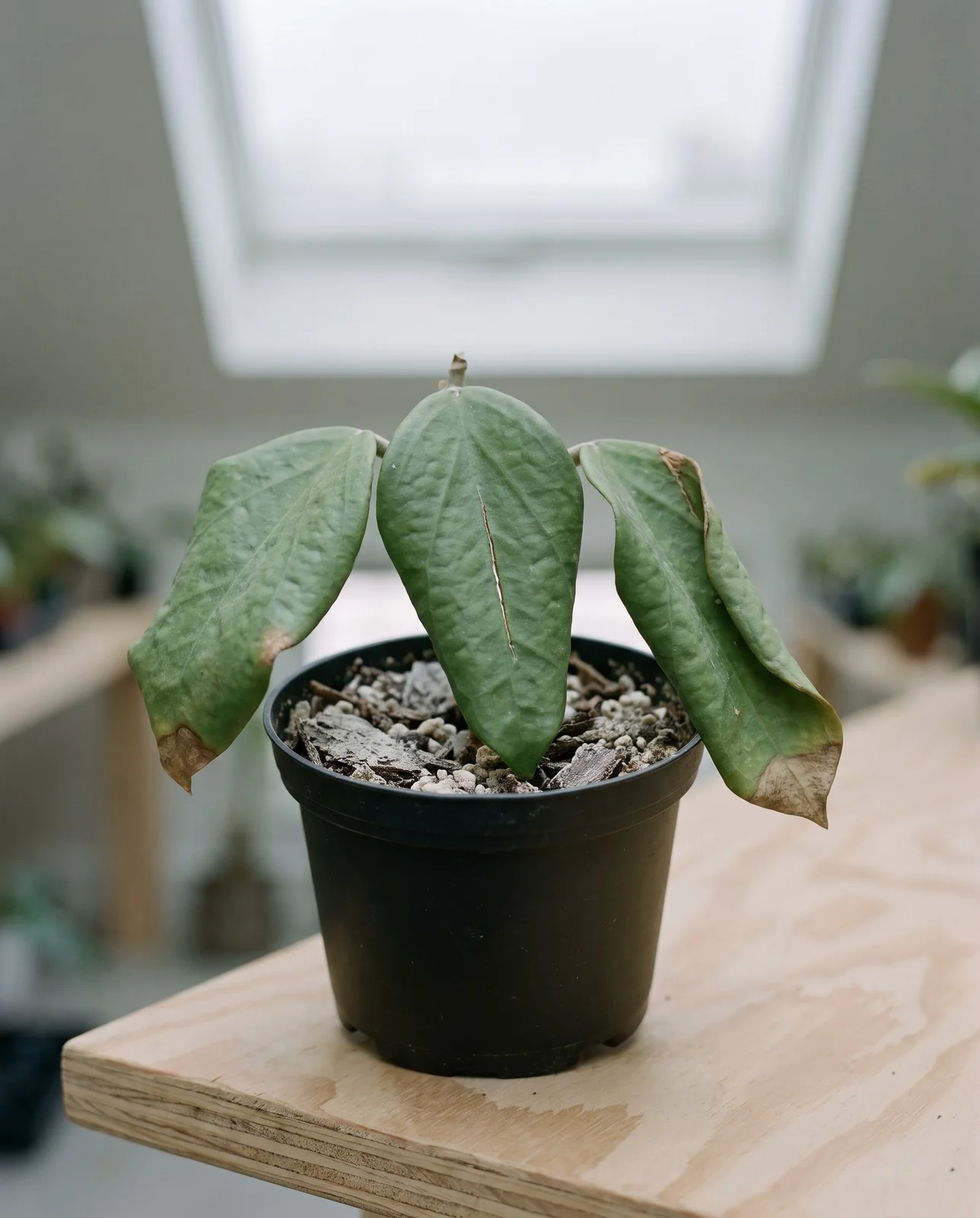 Puckered wrinkled hoya leaves on a plant kept too dry, with pale shrunken bark mix pulling away from the pot wall