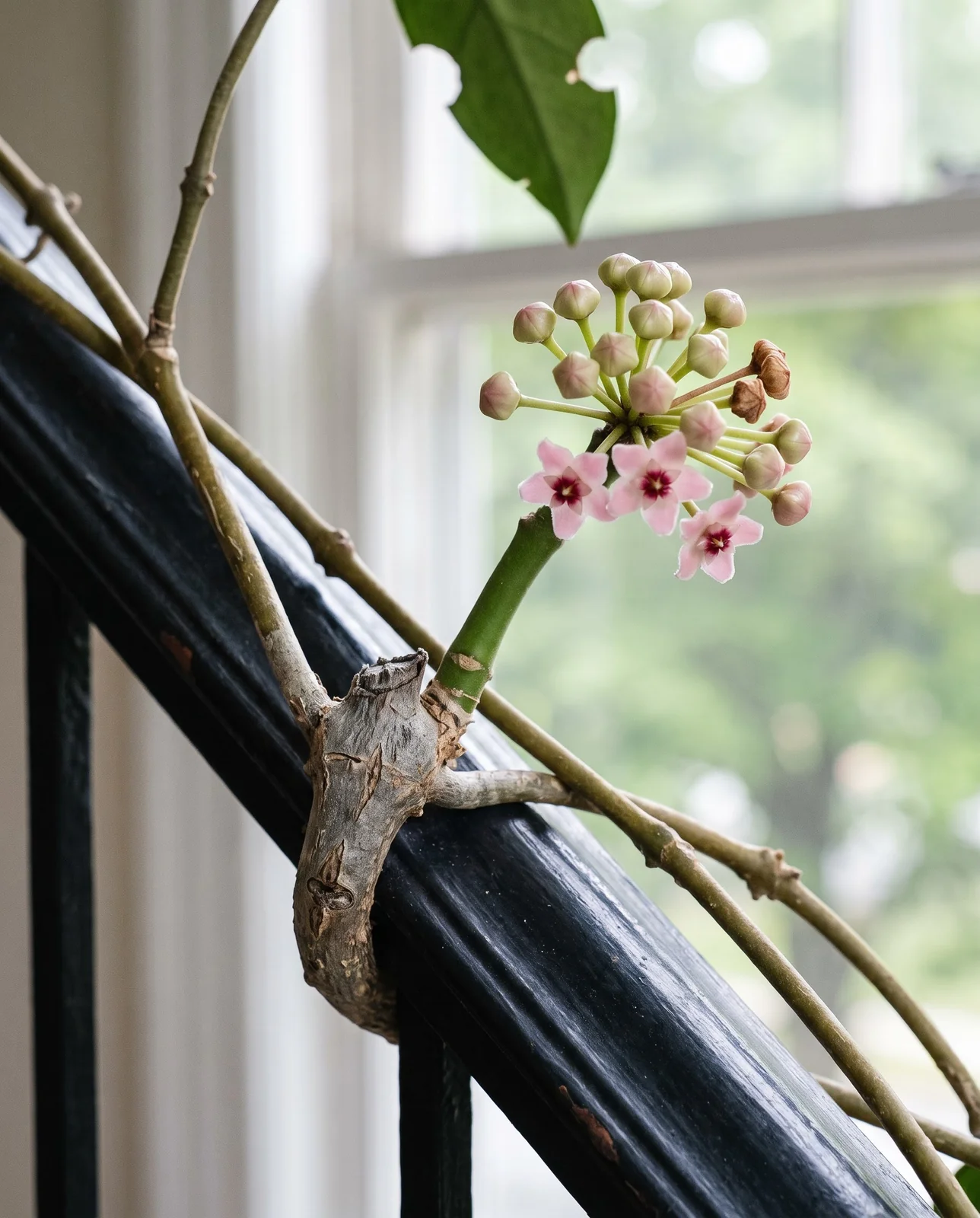The same scarred woody hoya spur seven months later carrying a fresh cluster of pink buds with three flowers already open