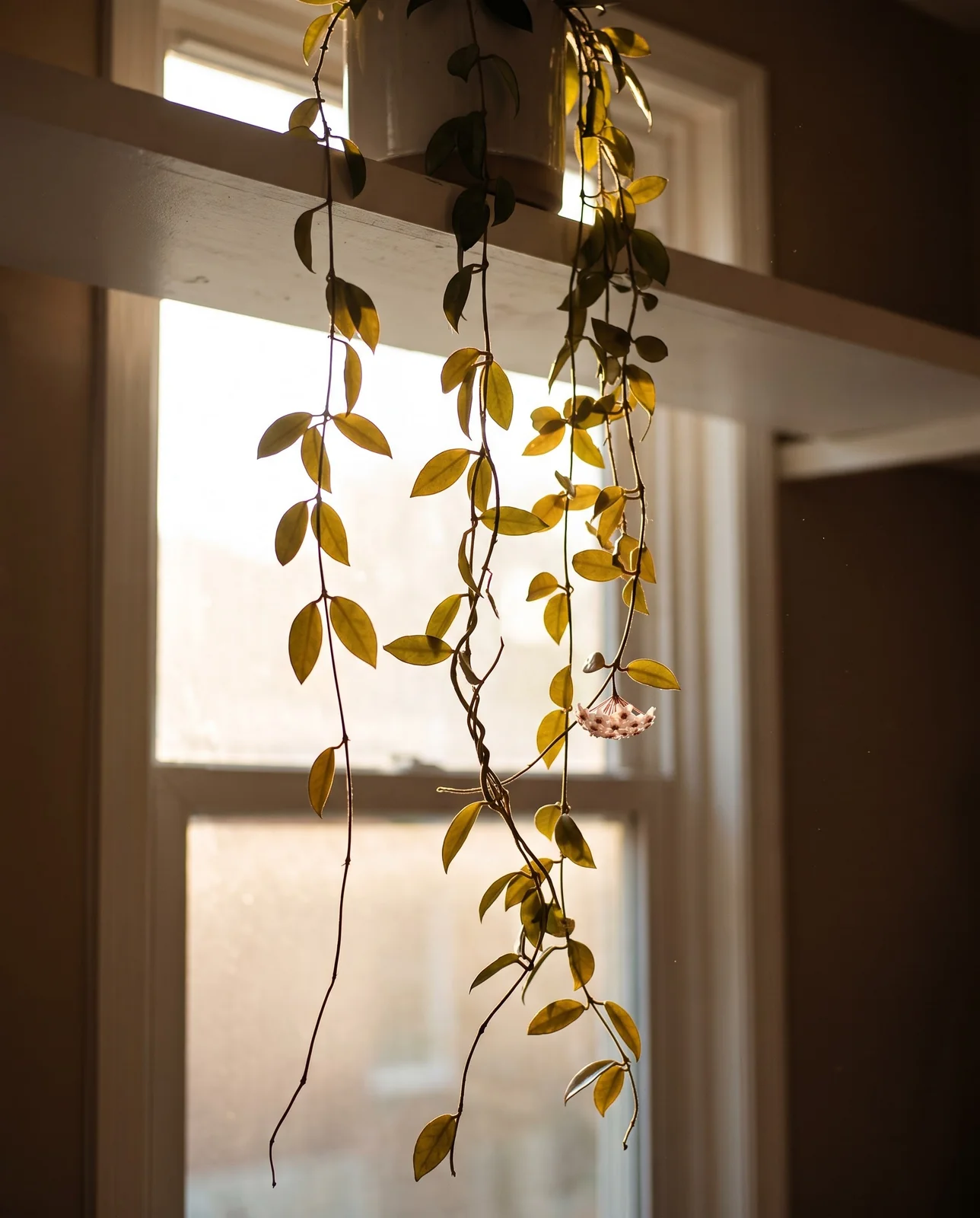 Long hoya vines trailing four feet down from a plain painted shelf above a west window, backlit at golden hour
