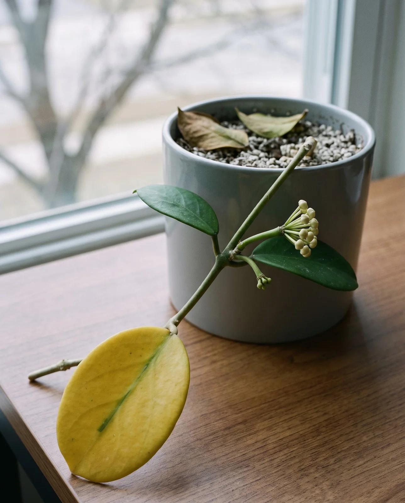 One old hoya leaf gone butter yellow on a stem that is also carrying a fresh green peduncle with a tight cluster of buds