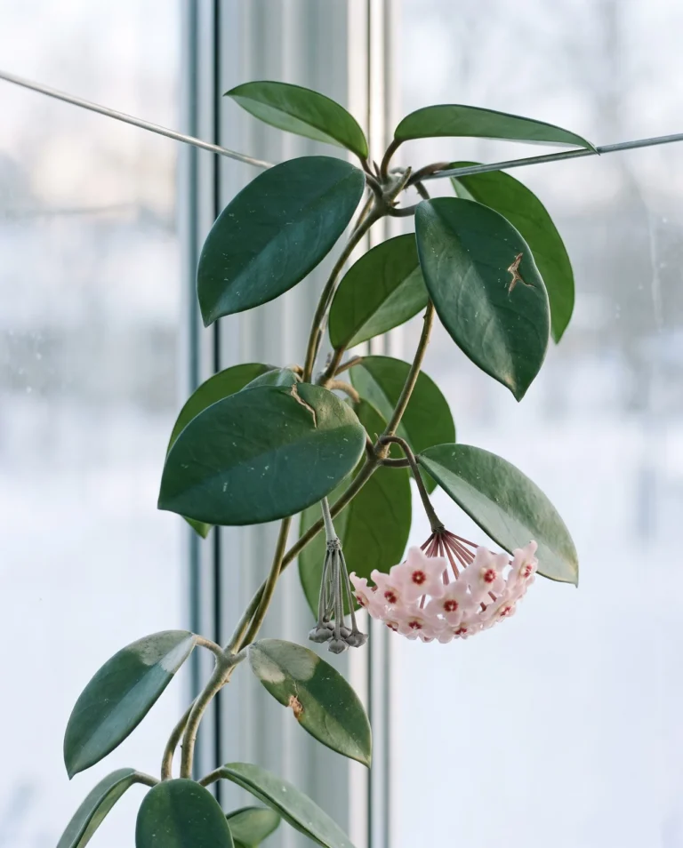A classic wax plant with thick oval leaves climbing a wire in a sunroom, one open cluster of pink star flowers