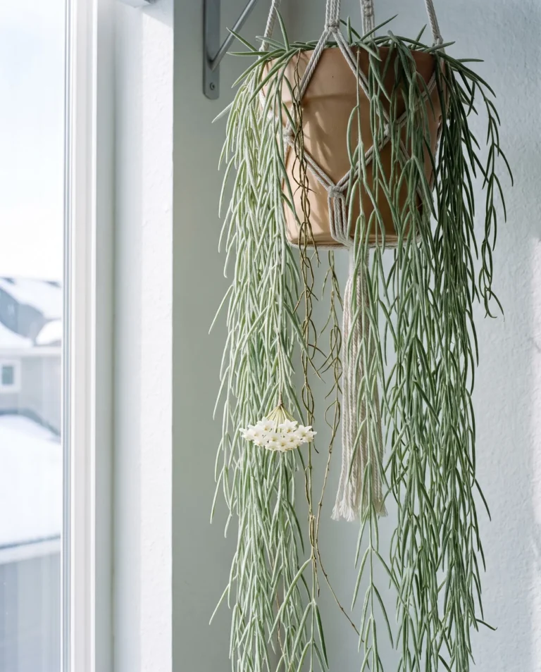Hoya linearis hanging in long curtains of slender stems with soft fleshy needle-like leaves and a small cluster of white stars