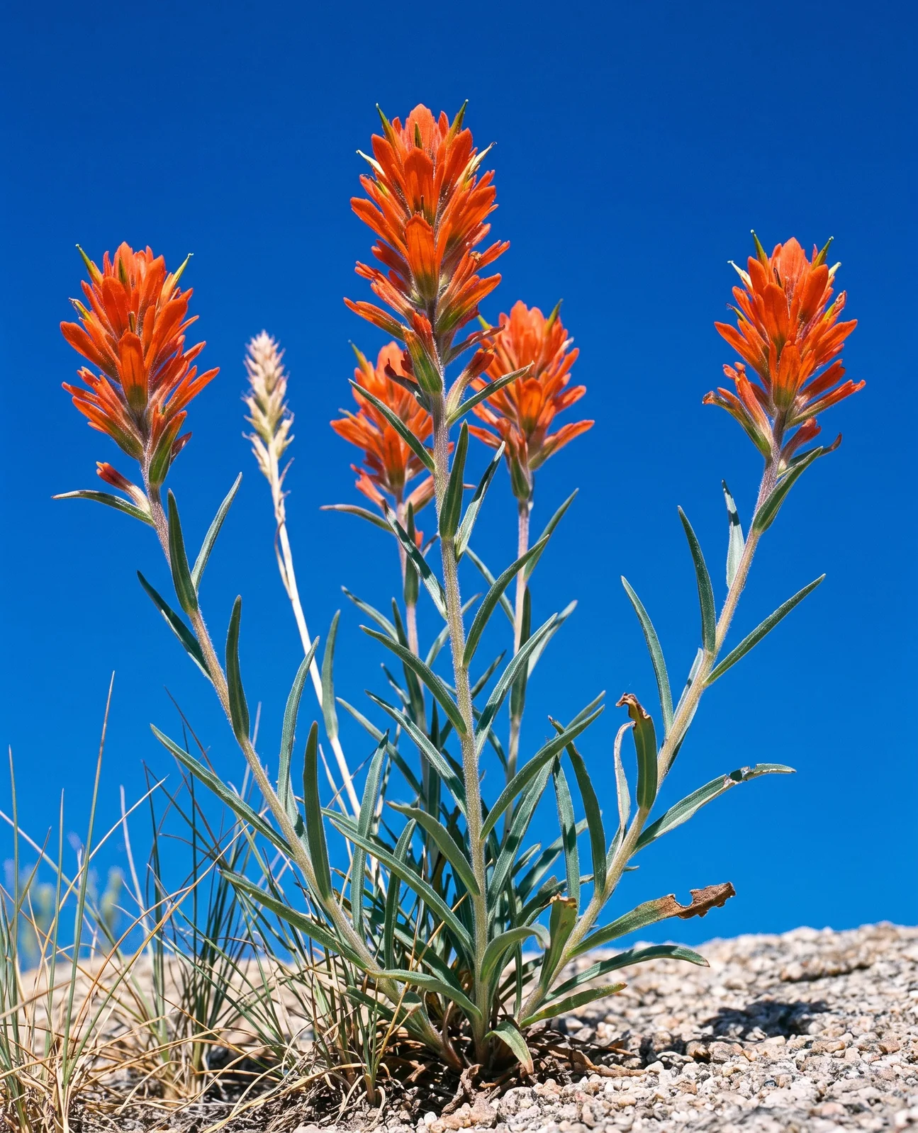 A whole Wyoming paintbrush plant seen from below against a deep blue sky, several leafy stems each ending in a coloured spike
