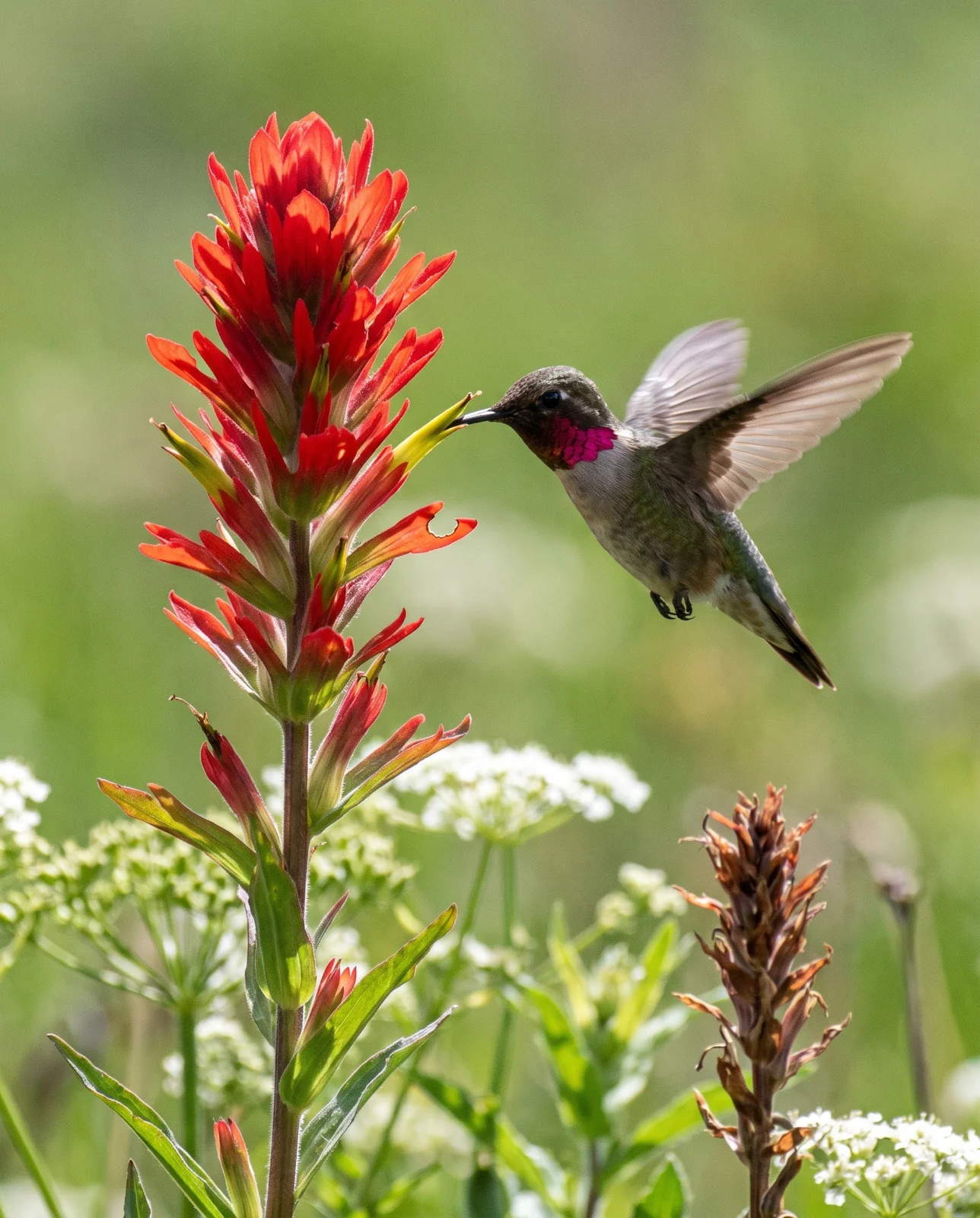 A broad-tailed hummingbird hovering at the greenish tubular flowers of a scarlet paintbrush spike in a mountain meadow