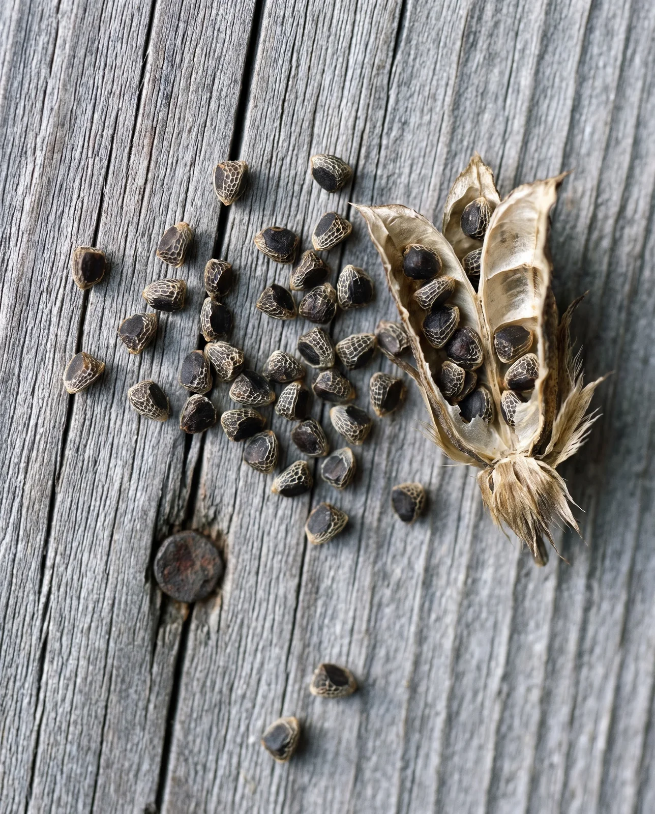 A scatter of very small dark paintbrush seed on a weathered grey board beside one split seed capsule