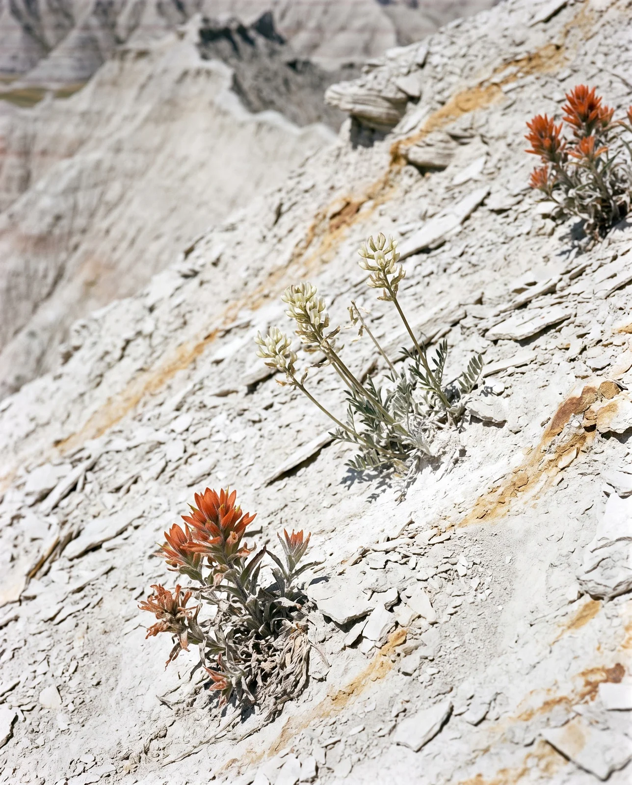 Sparse paintbrush and milkvetch on a pale grey selenium shale slope in the badlands, the ground almost bare