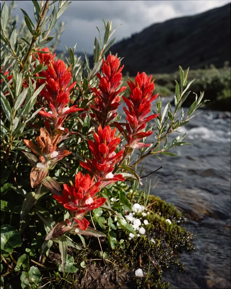 Giant red paintbrush flowering among willow stems on a wet mountain stream bank after a hail shower
