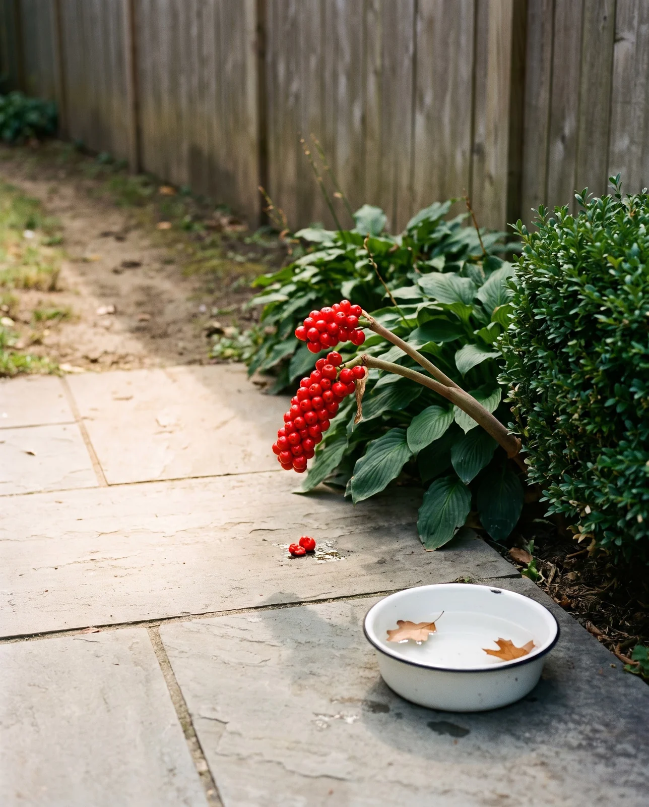 A scarlet jack-in-the-pulpit berry cluster leaning over a flagstone path beside an enamel dog water bowl