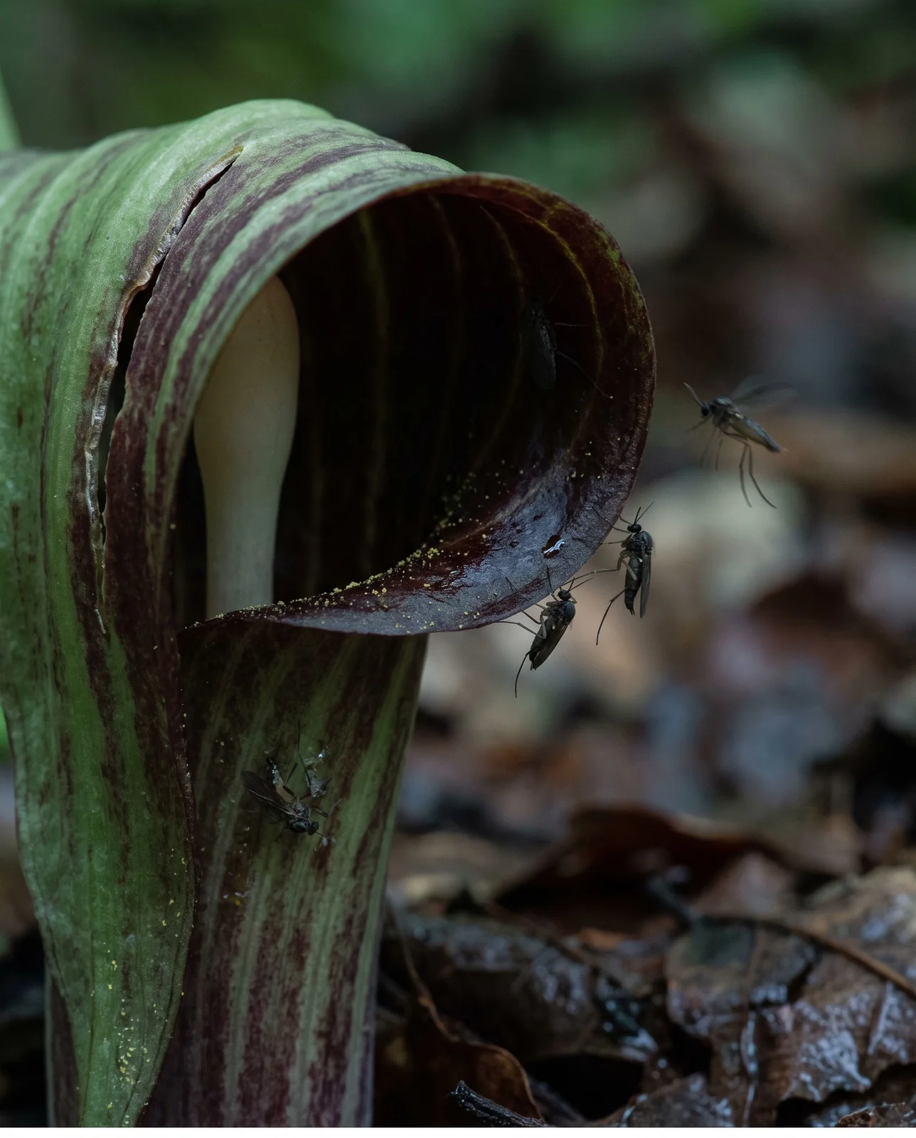 Macro of fungus gnats on the rolled lip of a jack-in-the-pulpit hood with the dark interior behind them