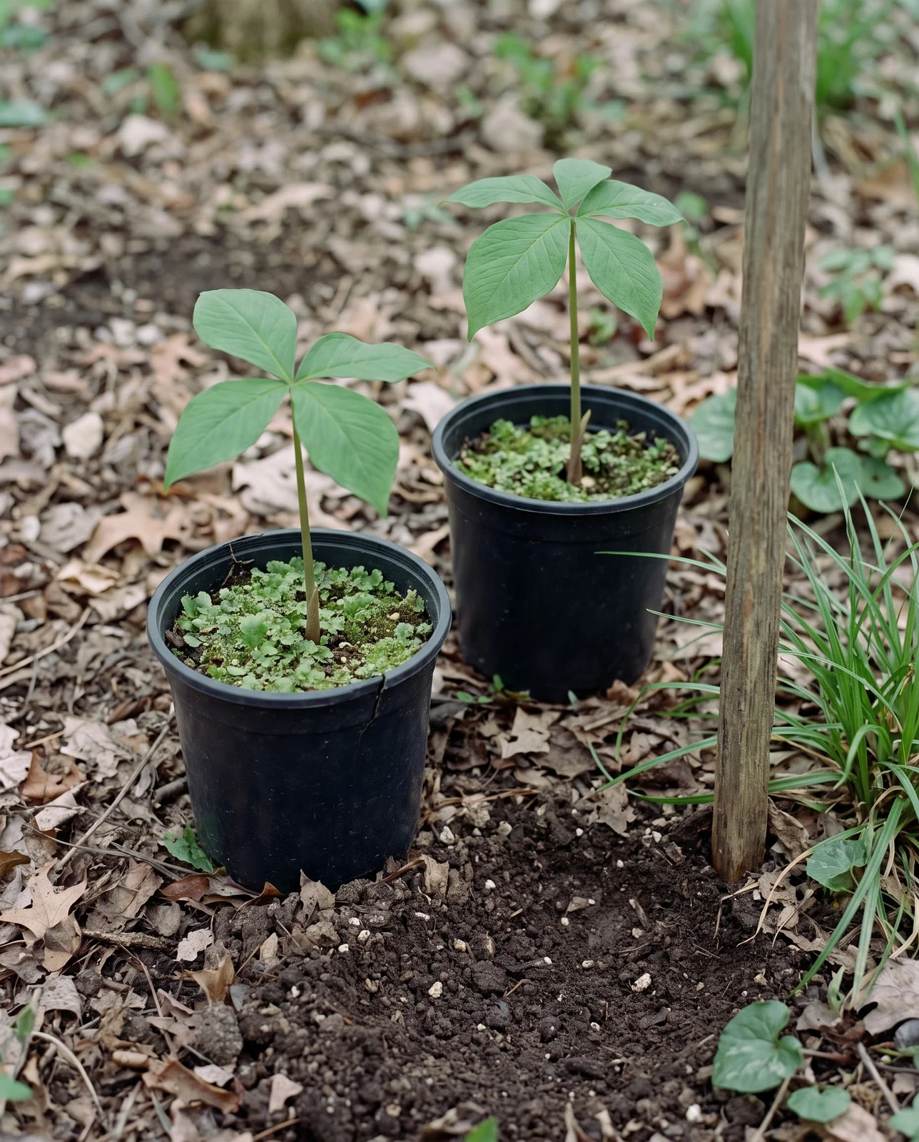 Two nursery-grown jack-in-the-pulpit plants in black pots standing a foot apart on a shaded bed before planting