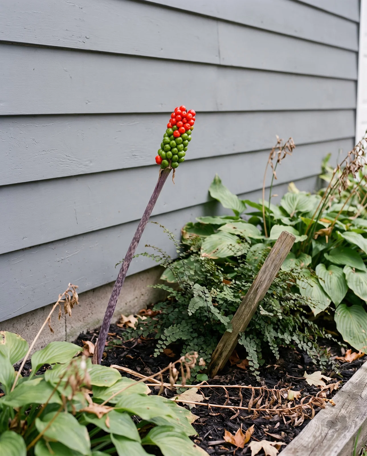 The identical Michigan garden bed in August with only a bare jack-in-the-pulpit stalk and reddening berries left