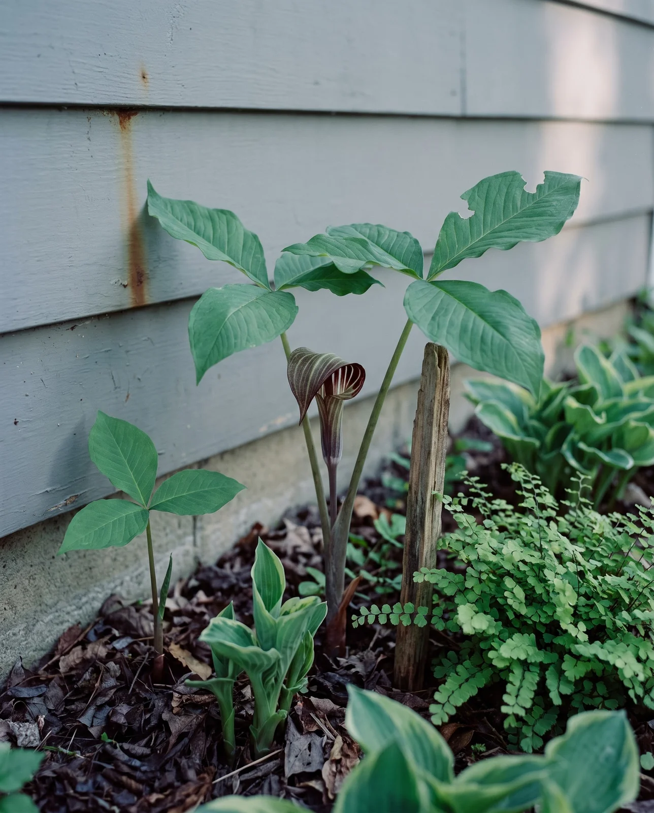 A jack-in-the-pulpit in full hood in a shaded Michigan garden bed against a grey garage wall in May