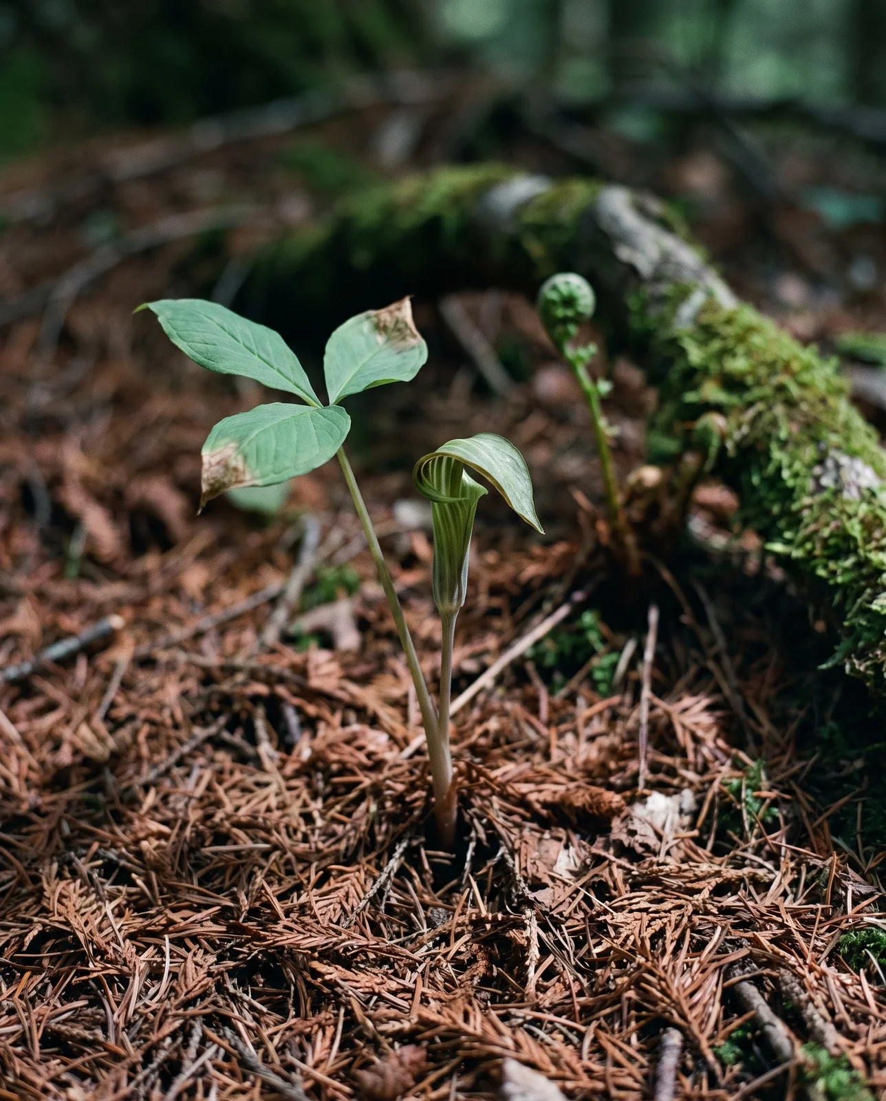 A small single-leaved jack-in-the-pulpit with a short narrow hood in deep hemlock shade on needle duff