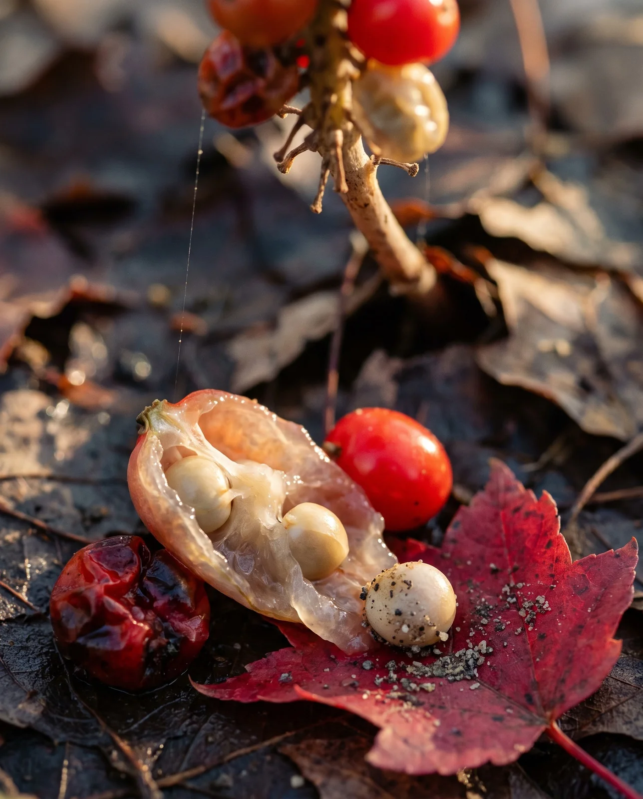 A fallen jack-in-the-pulpit berry split open on wet leaf litter with pale seeds showing inside