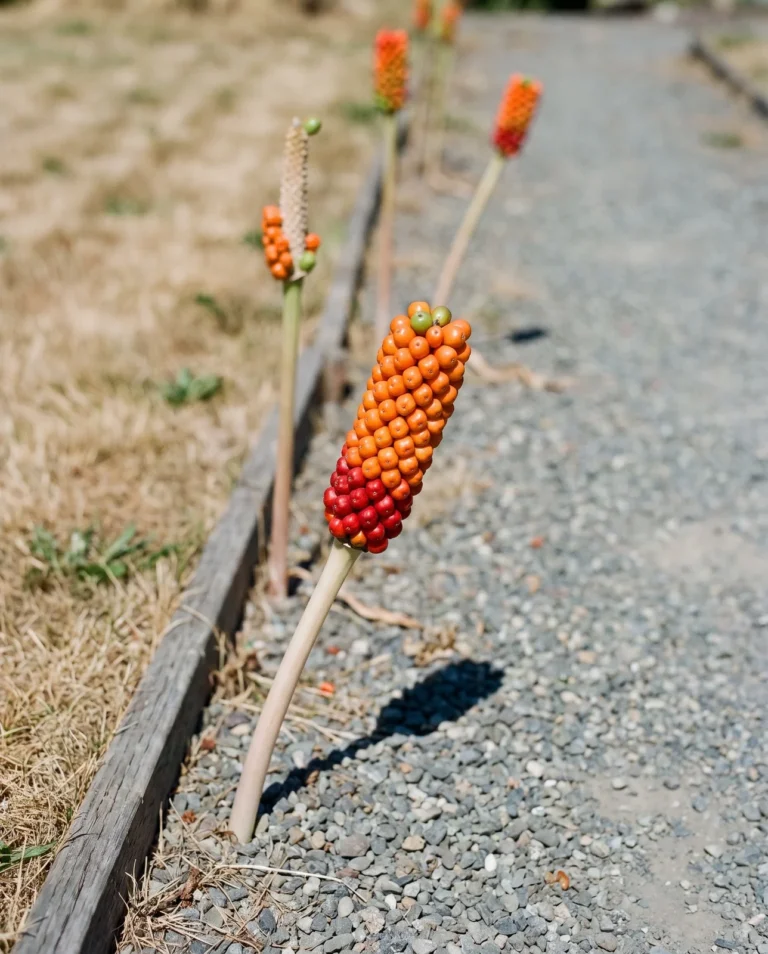 The tightly packed orange berry cob of Italian arum standing leafless beside a gravel path in August