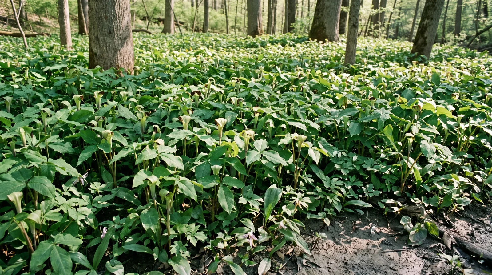 Hundreds of jack-in-the-pulpit plants covering a floodplain terrace in a Tennessee cove forest in late April