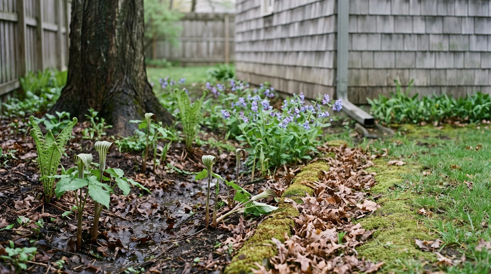A damp shaded back-yard corner in Michigan where jack-in-the-pulpit flowers in a swale with ferns and bluebells