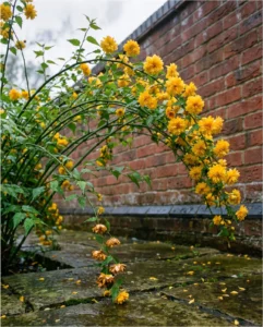 Kerria flower