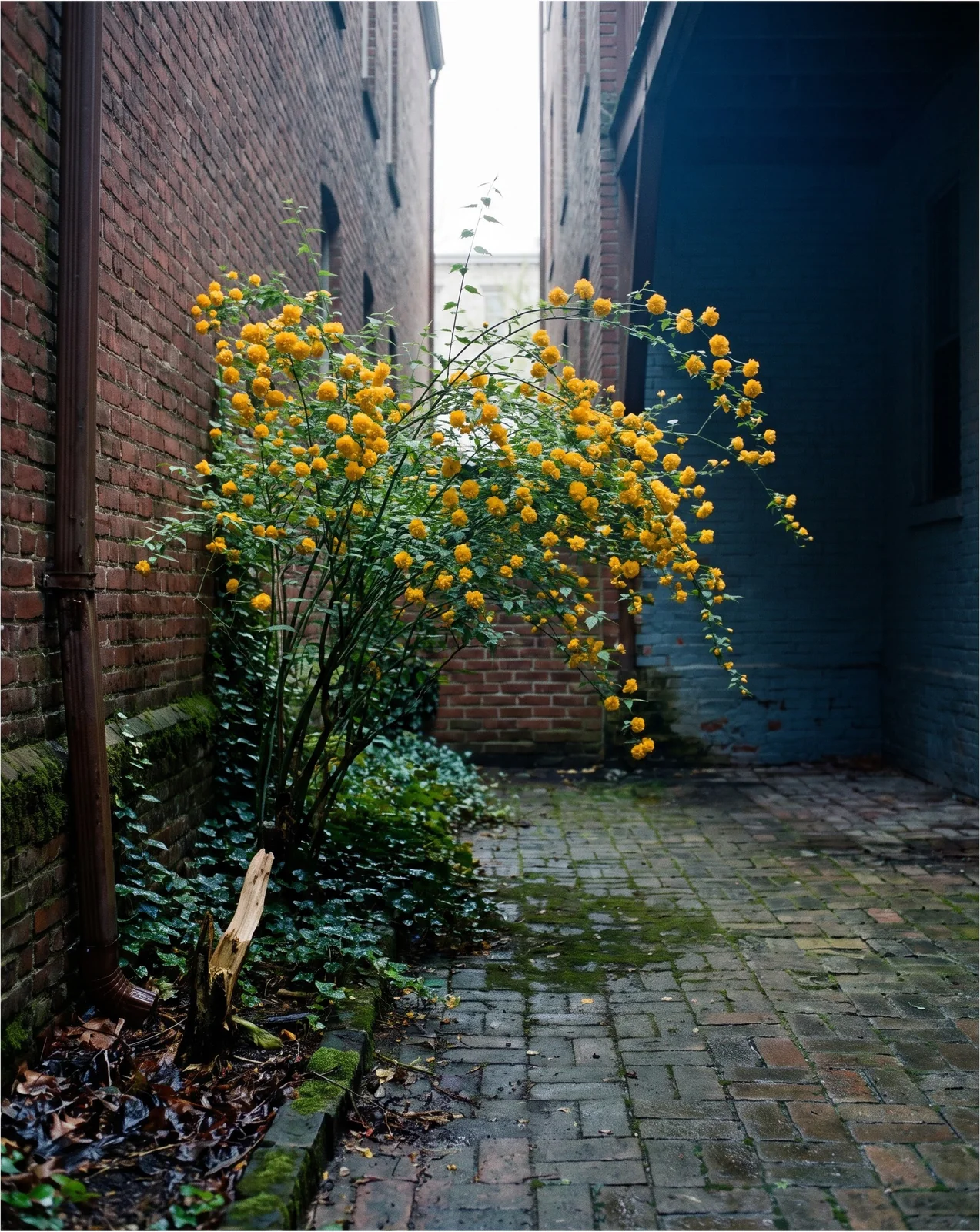 Kerria flowering well in the dim north courtyard of a brick building where no direct sun reaches the ground