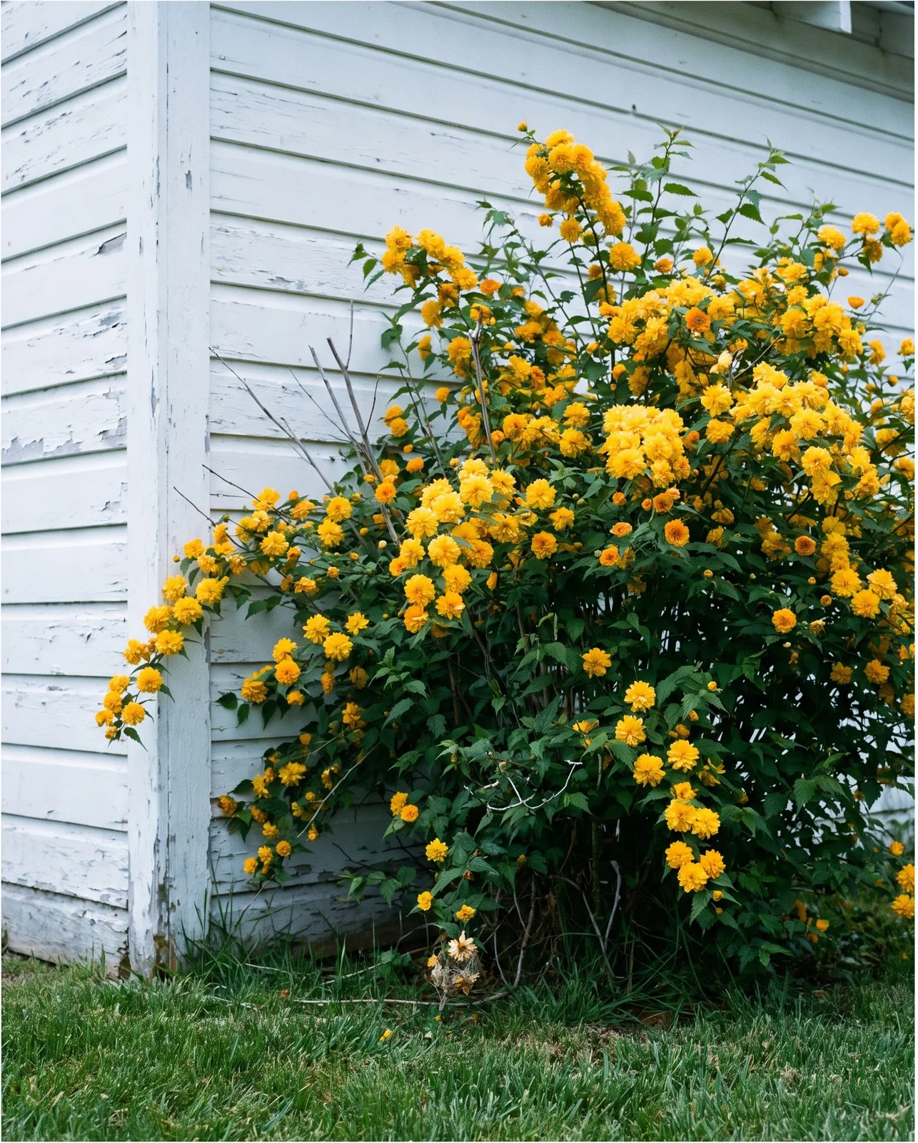 The same white clapboard garage at its shaded north corner, where kerria flowers hold a deep saturated gold