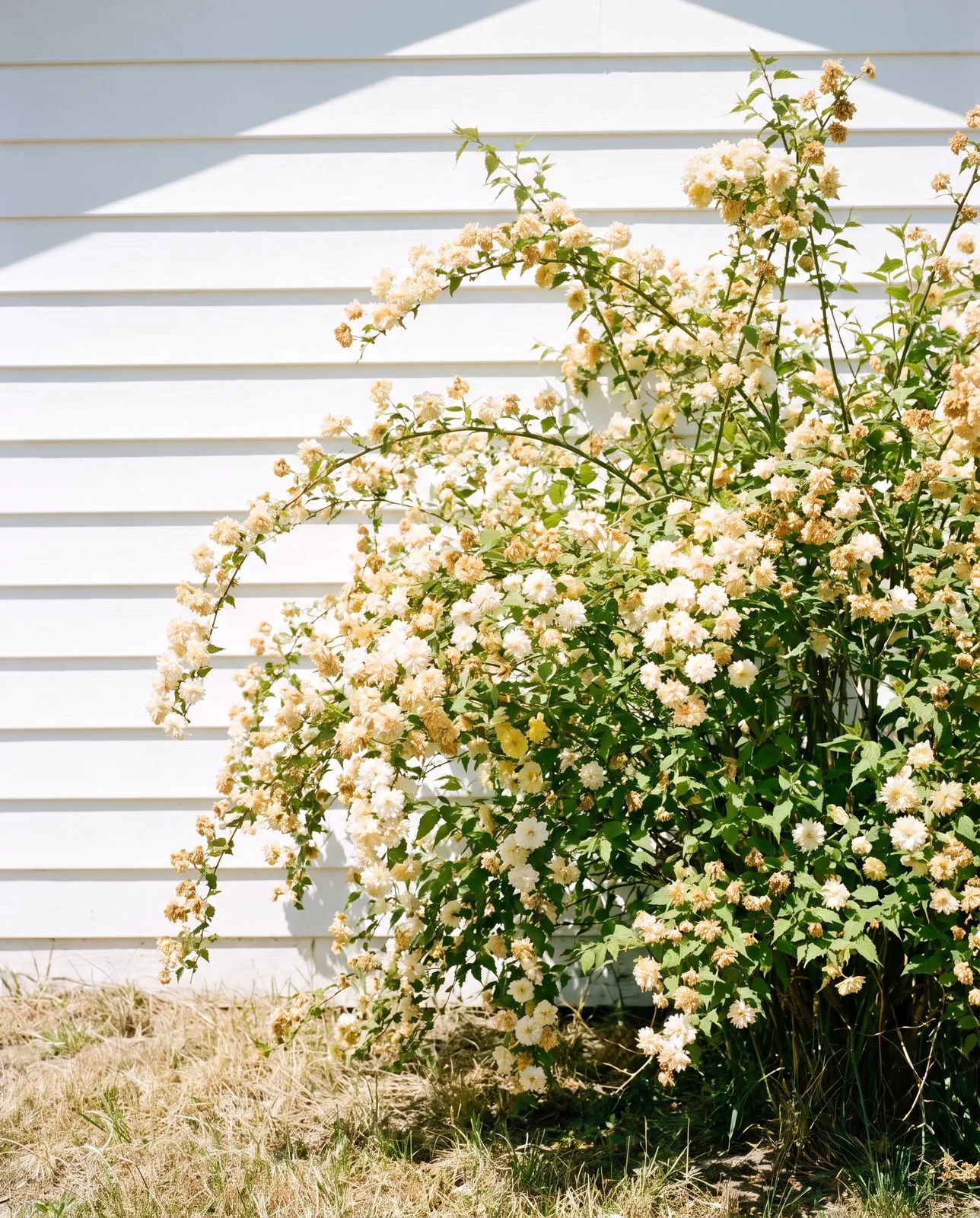 A kerria in open lawn under hard noon sun with its flowers washed out to pale cream against a white clapboard garage