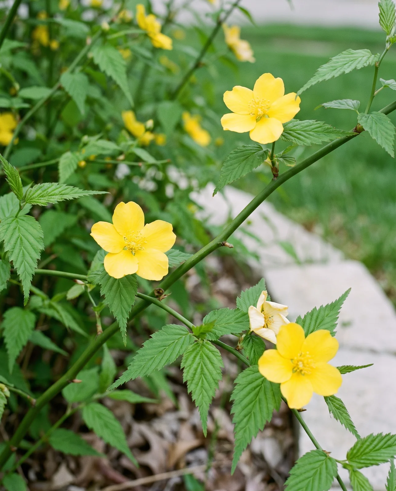Flat five-petalled yellow kerria flowers on smooth thornless green canes at the edge of a mown lawn under flat overcast