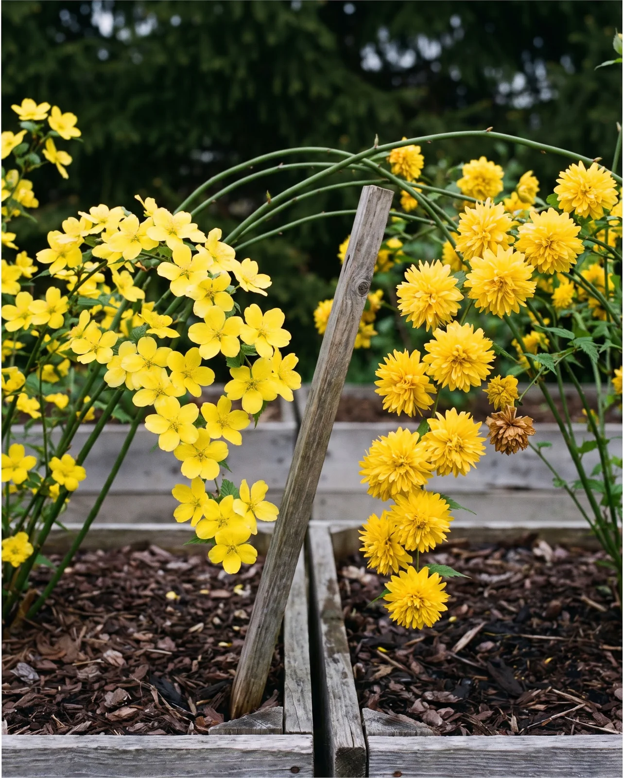 Two kerria plants growing side by side in a nursery bed, one carrying flat single flowers and the other tight double pompoms