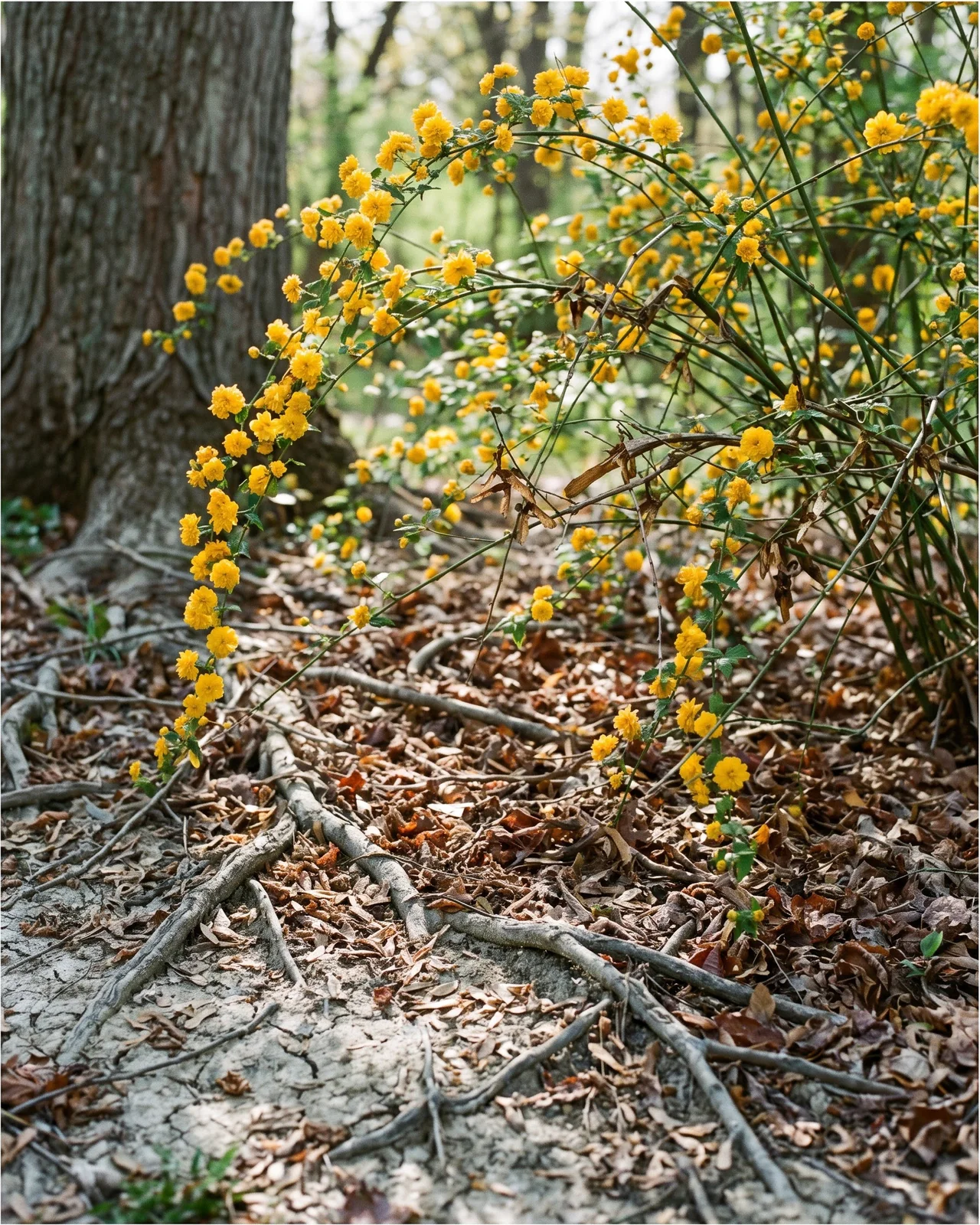 Kerria flowering in dry root-filled shade under a big silver maple, with bare soil and old leaf litter at its base