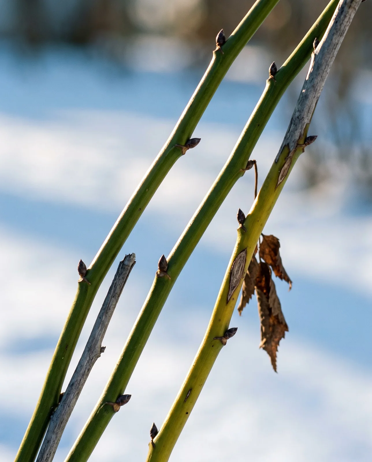 Macro of bare kerria canes in January, glossy green and zig-zag between the joints, against snow