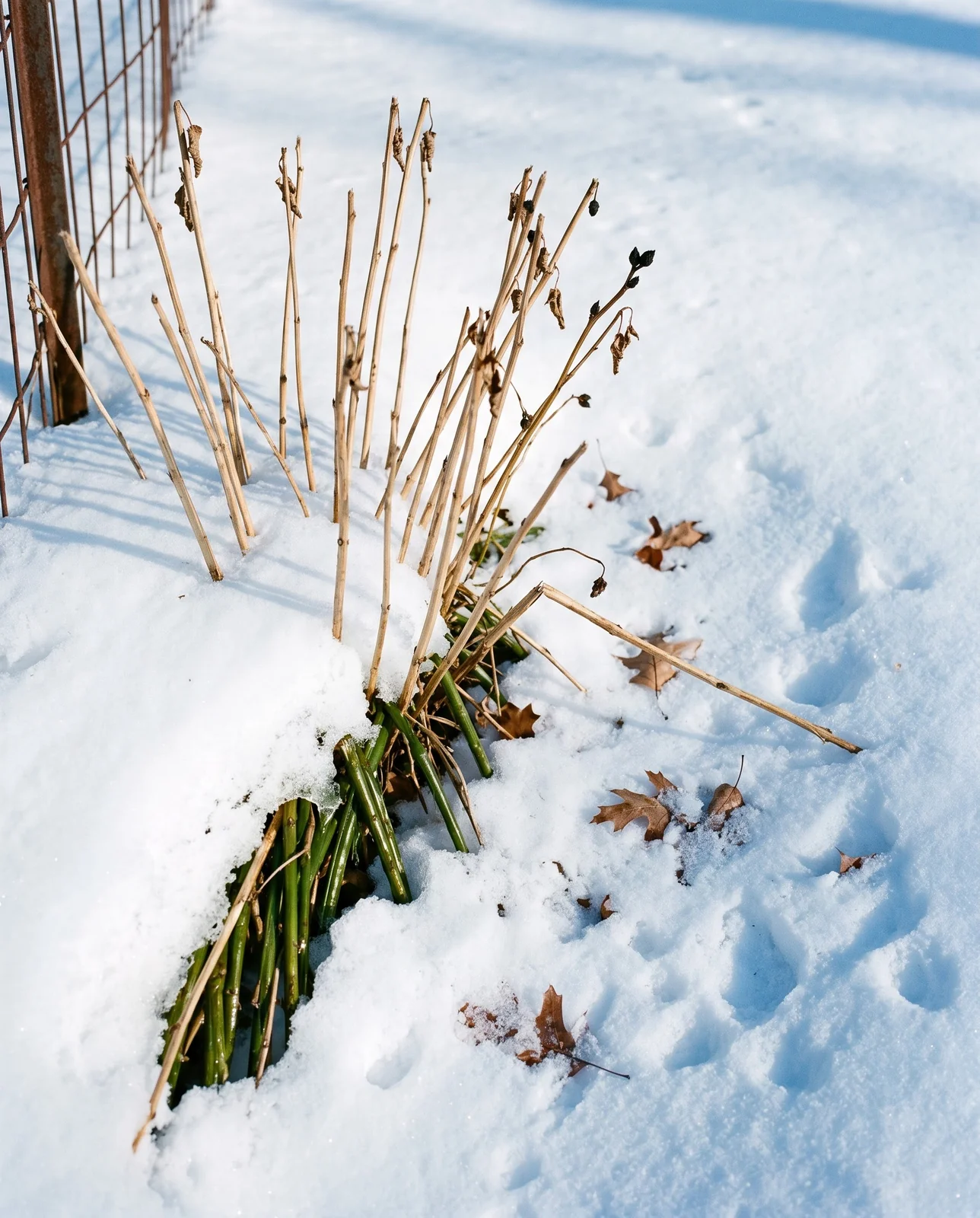 Kerria canes in February snow, green and live below the snow crust and dead pale brown above it