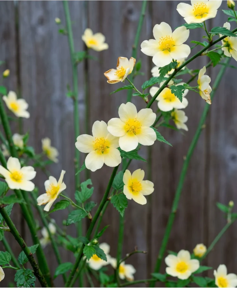 Kerria Albiflora carrying pale butter-yellow single flowers with bright yellow stamens, much paler than the usual gold form
