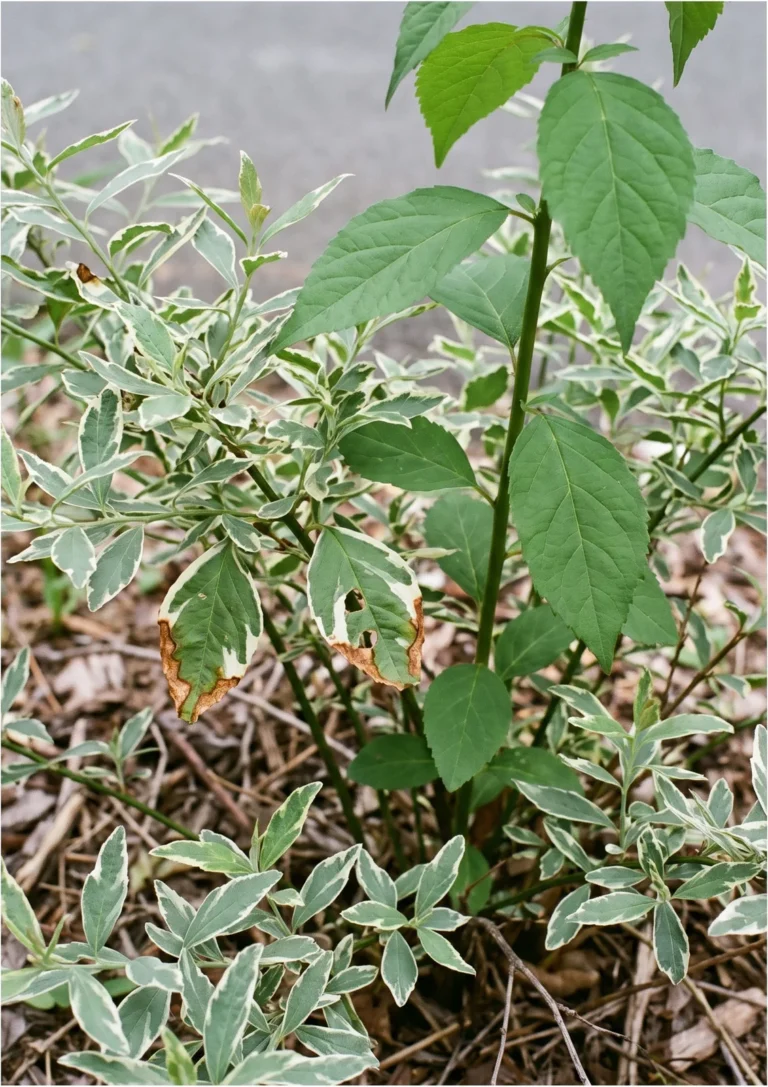 Kerria Picta showing small leaves edged in creamy white beside one all-green reverted branch on the same plant