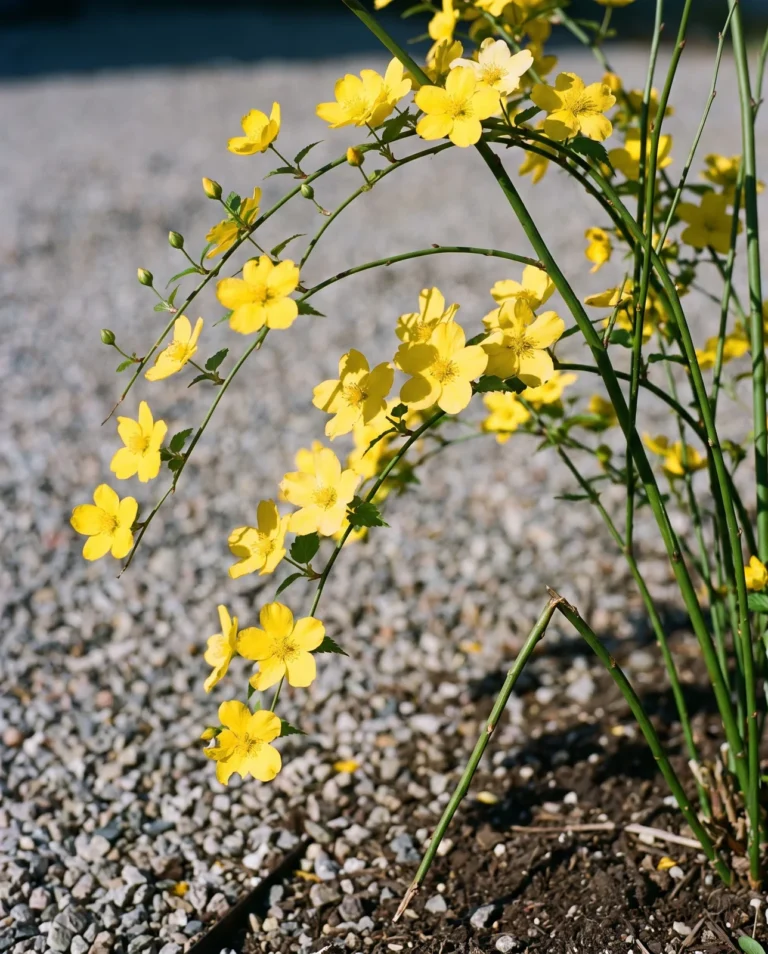 Kerria Shannon in early bloom on a gravel side yard, large clear golden single flowers scattered along vivid green canes