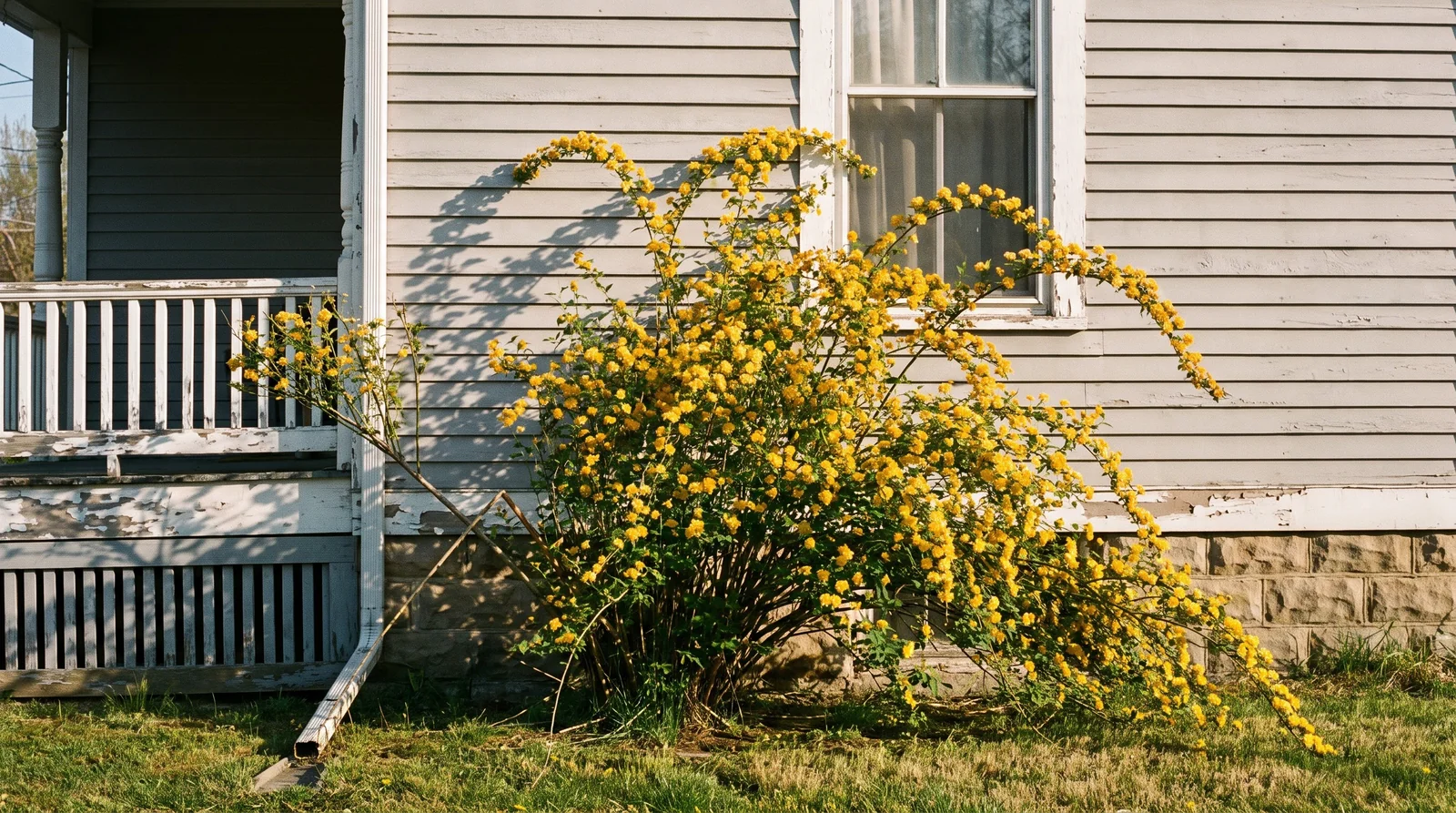 A mature kerria mounding wider than it is tall against a grey clapboard house wall, reaching the porch rail for scale