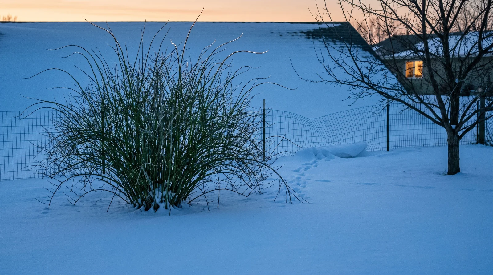 A wide view of a leafless kerria clump standing as a green fountain of canes over blue evening snow in a back yard