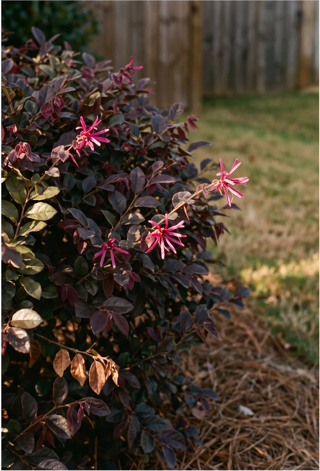 A scatter of magenta strap flowers on a loropetalum in late October, far fewer than in spring