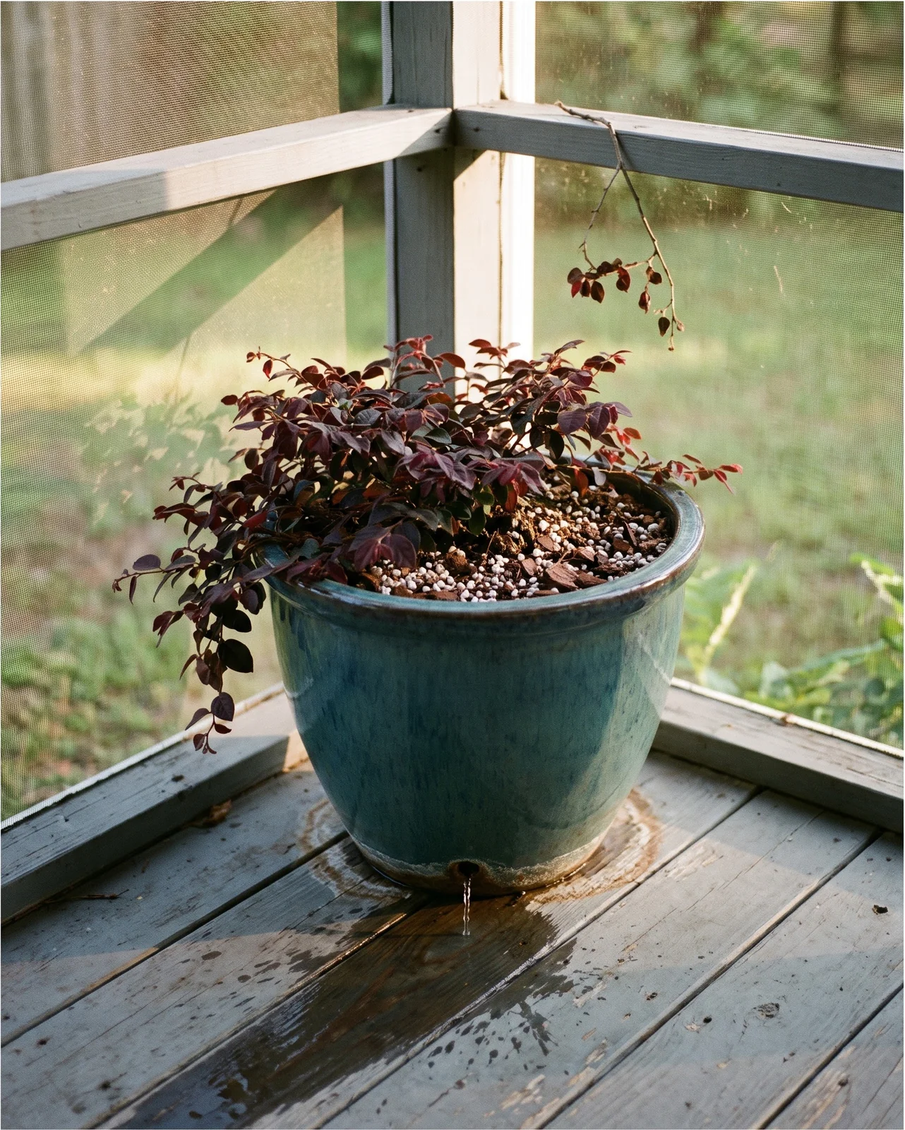 A dwarf purple loropetalum in a large glazed pot on a shaded porch, water running from the drainage hole