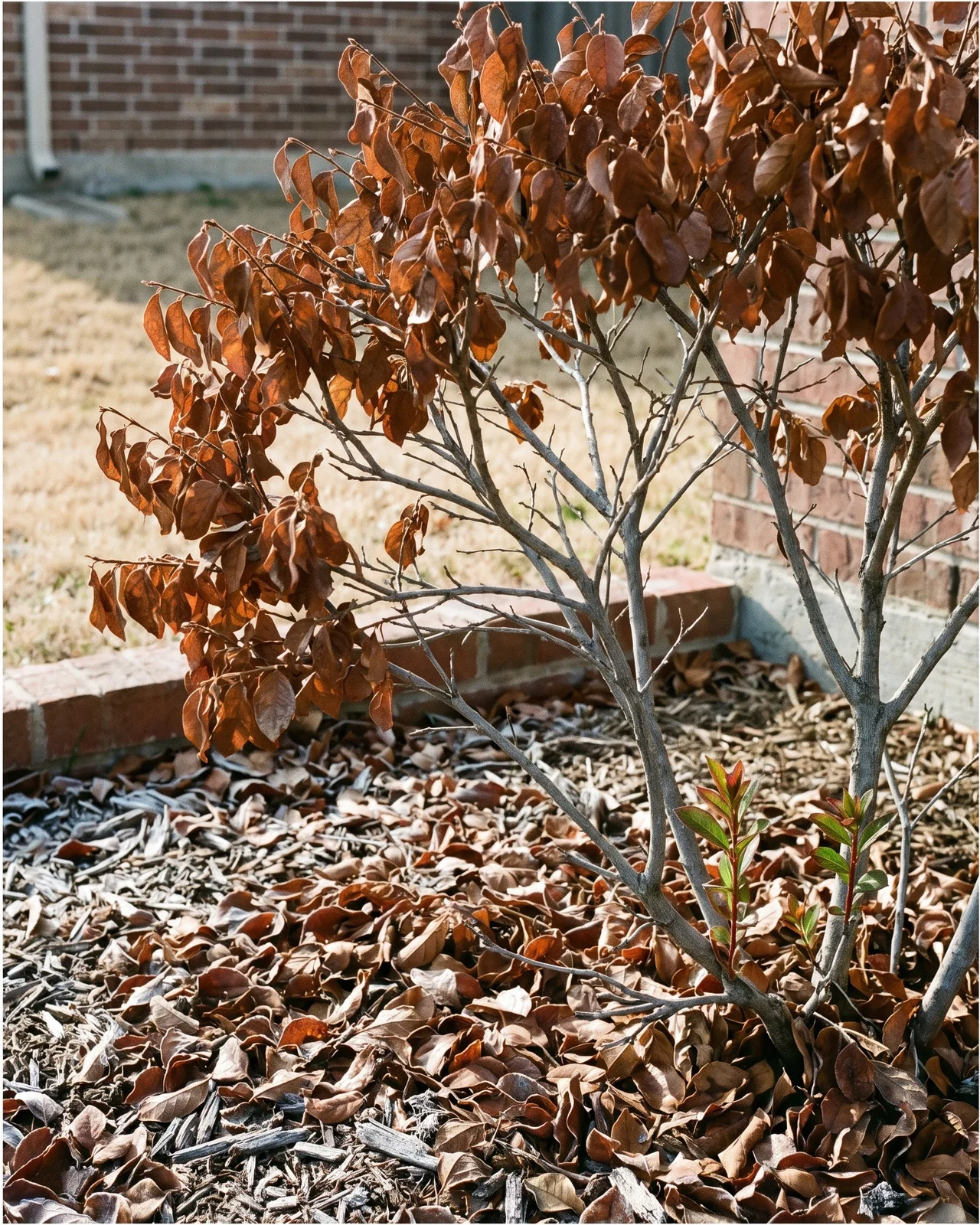 Brown brittle curled leaves still hanging on outer loropetalum twigs after a hard freeze, with new shoots low down