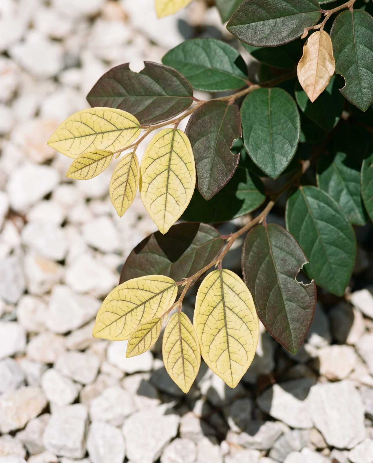Newest loropetalum leaves at the branch tips turned yellow while their veins stay dark, older leaves behind still sound