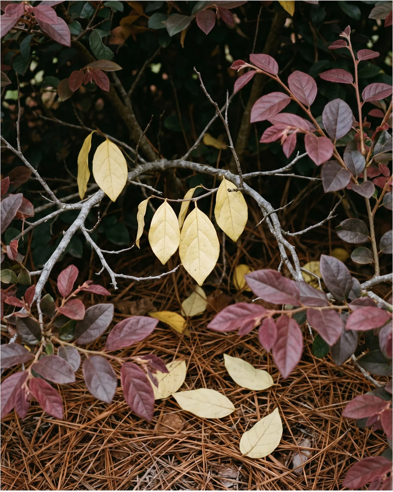 Older loropetalum leaves deep inside the shrub uniformly yellow while the new tip growth stays sound and green