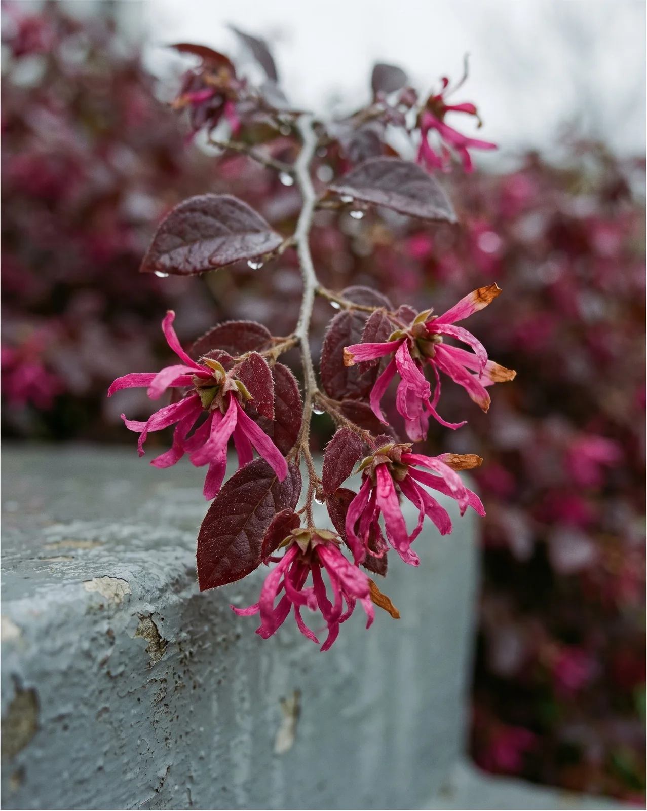 Close view of loropetalum flowers showing four narrow crimped strap petals in each head over burgundy leaves