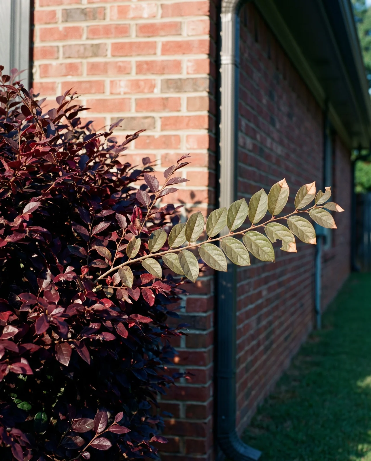 One loropetalum with a hard sun line across it, deep burgundy in the light and dull olive-green in the eave shade