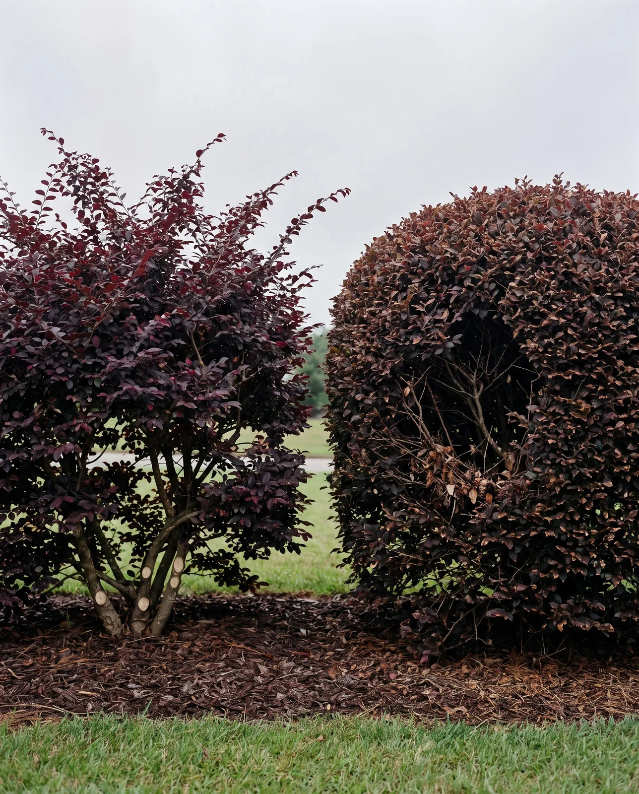 A thinned loropetalum with an open layered habit beside a repeatedly sheared one with a dense shell and hollow interior